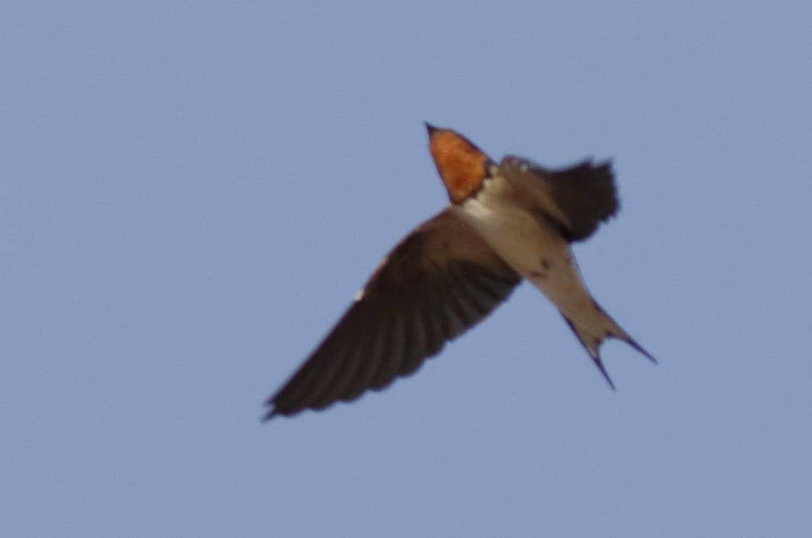 Red-chested Swallow - ML279916571