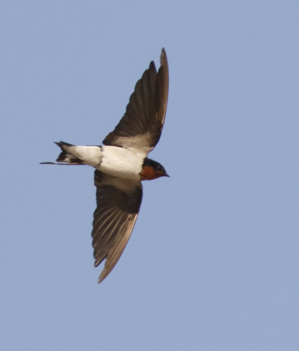 Red-chested Swallow - ML279916581