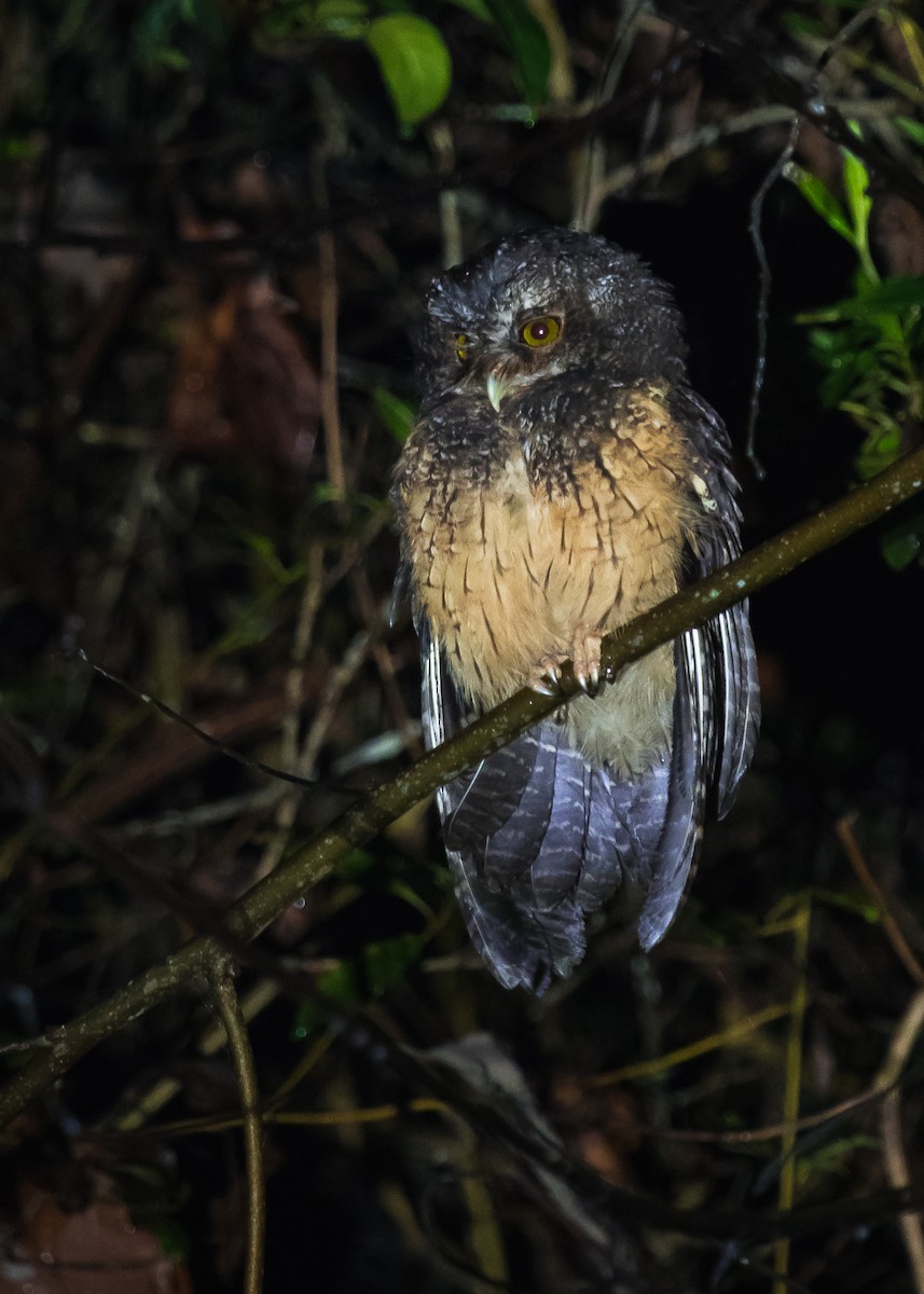 White-throated Screech-Owl - ML279916931