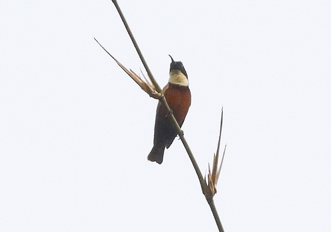 Buff-throated Sunbird - ML279917591