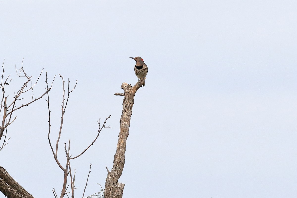 Northern Flicker (Yellow-shafted) - ML279917681
