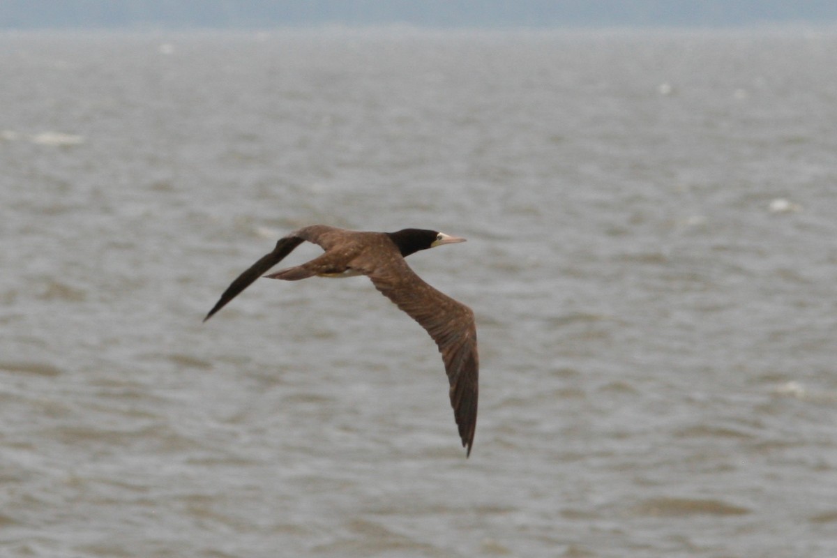 Brown Booby - ML279918411