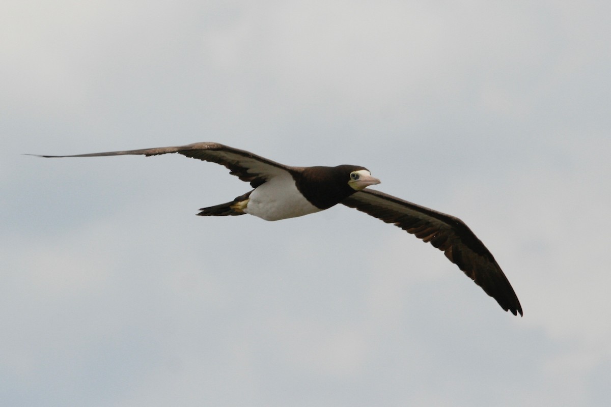 Brown Booby - ML279918421