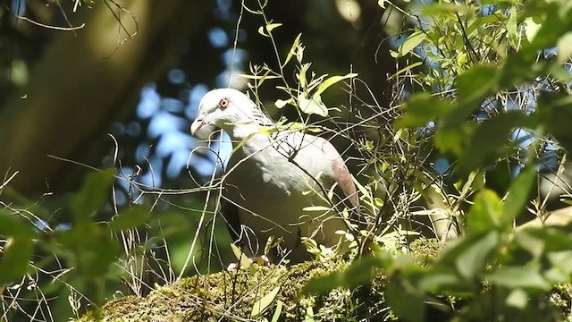 Nilgiri Wood-Pigeon - ML279919031