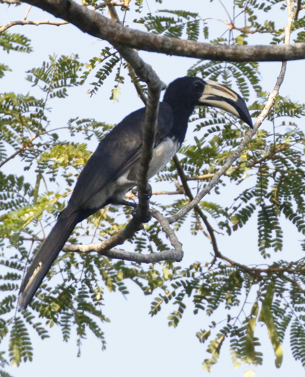 West African Pied Hornbill - Dave Curtis