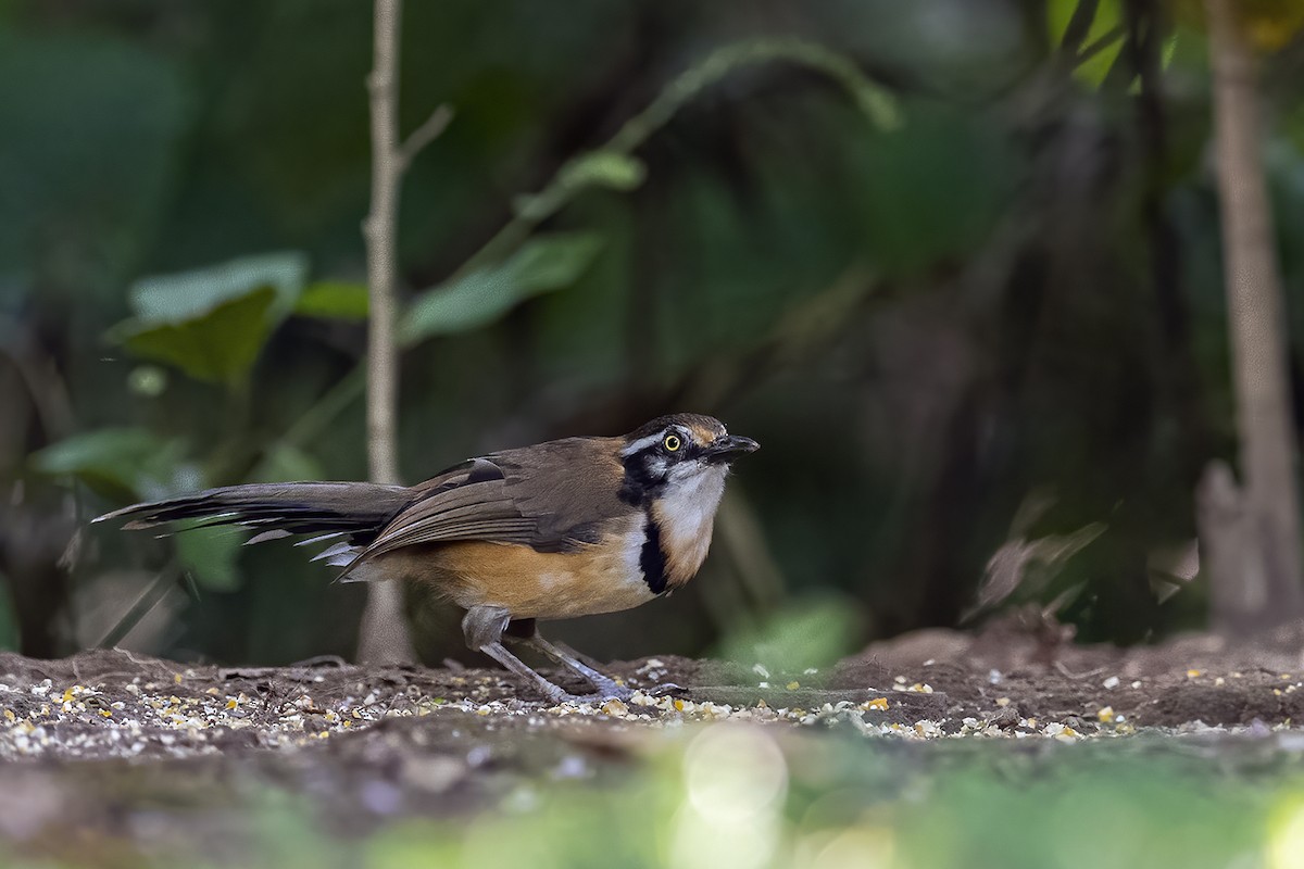Lesser Necklaced Laughingthrush - ML279921401