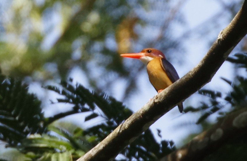 African Pygmy Kingfisher - Dave Curtis
