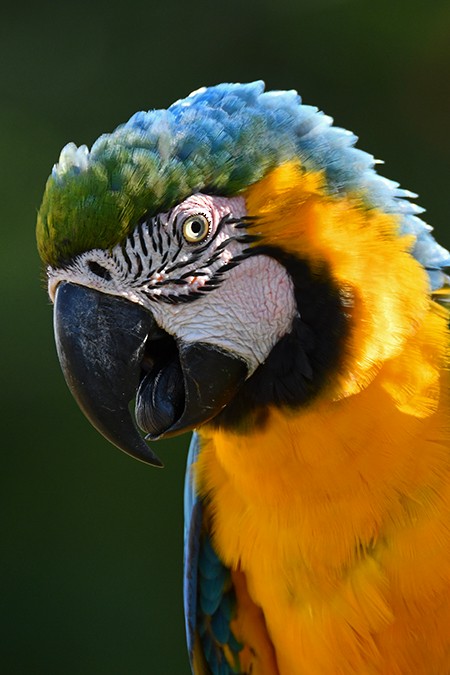 Blue-and-yellow Macaw - ML279924201