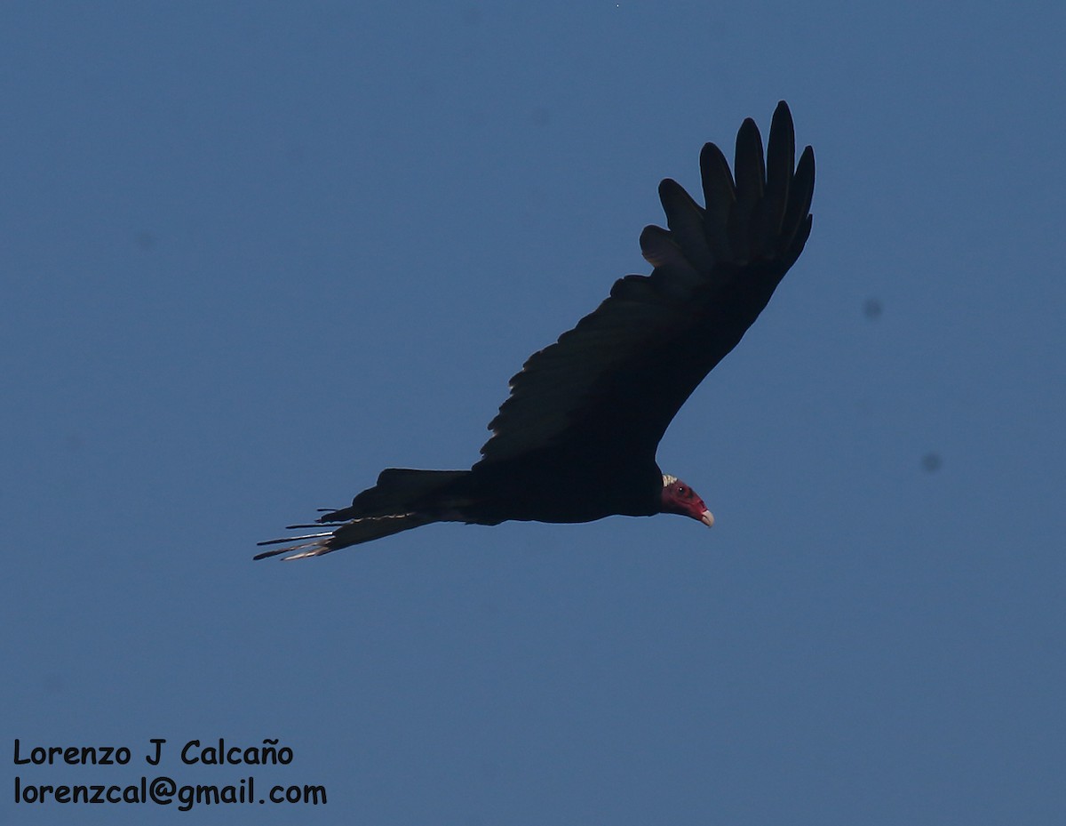 Turkey Vulture - Lorenzo Calcaño