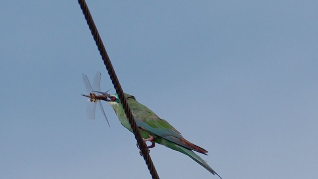 Blue-cheeked Bee-eater - ML279926631