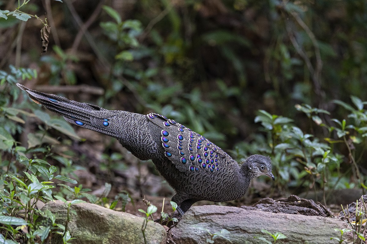 Gray Peacock-Pheasant - ML279926881