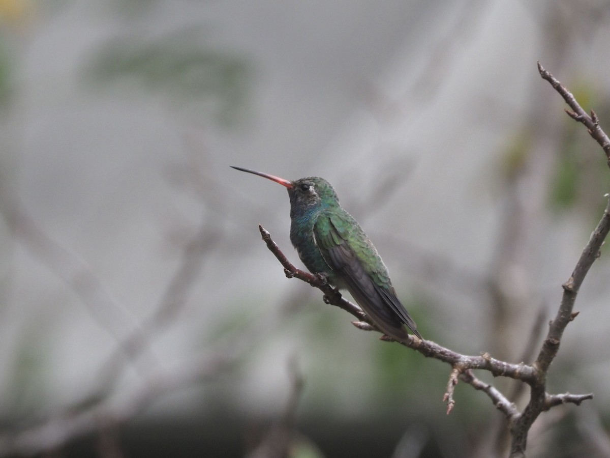 Broad-billed Hummingbird - ML279928231