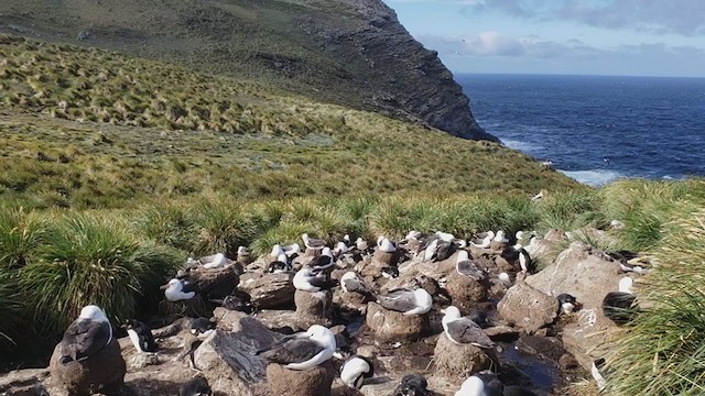 Albatros à sourcils noirs (melanophris) - ML279931411