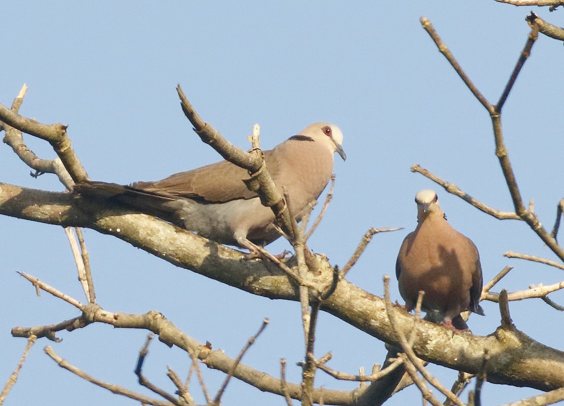 Red-eyed Dove - Dave Curtis