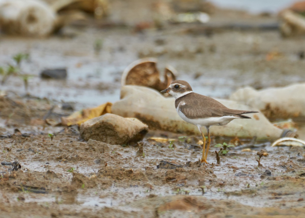 Semipalmated Plover - ML279936811