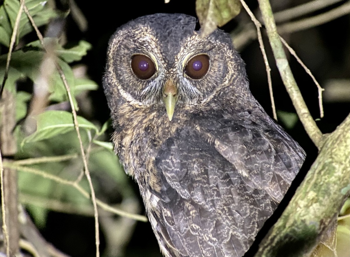 Mottled Owl - Carlos Bethancourt