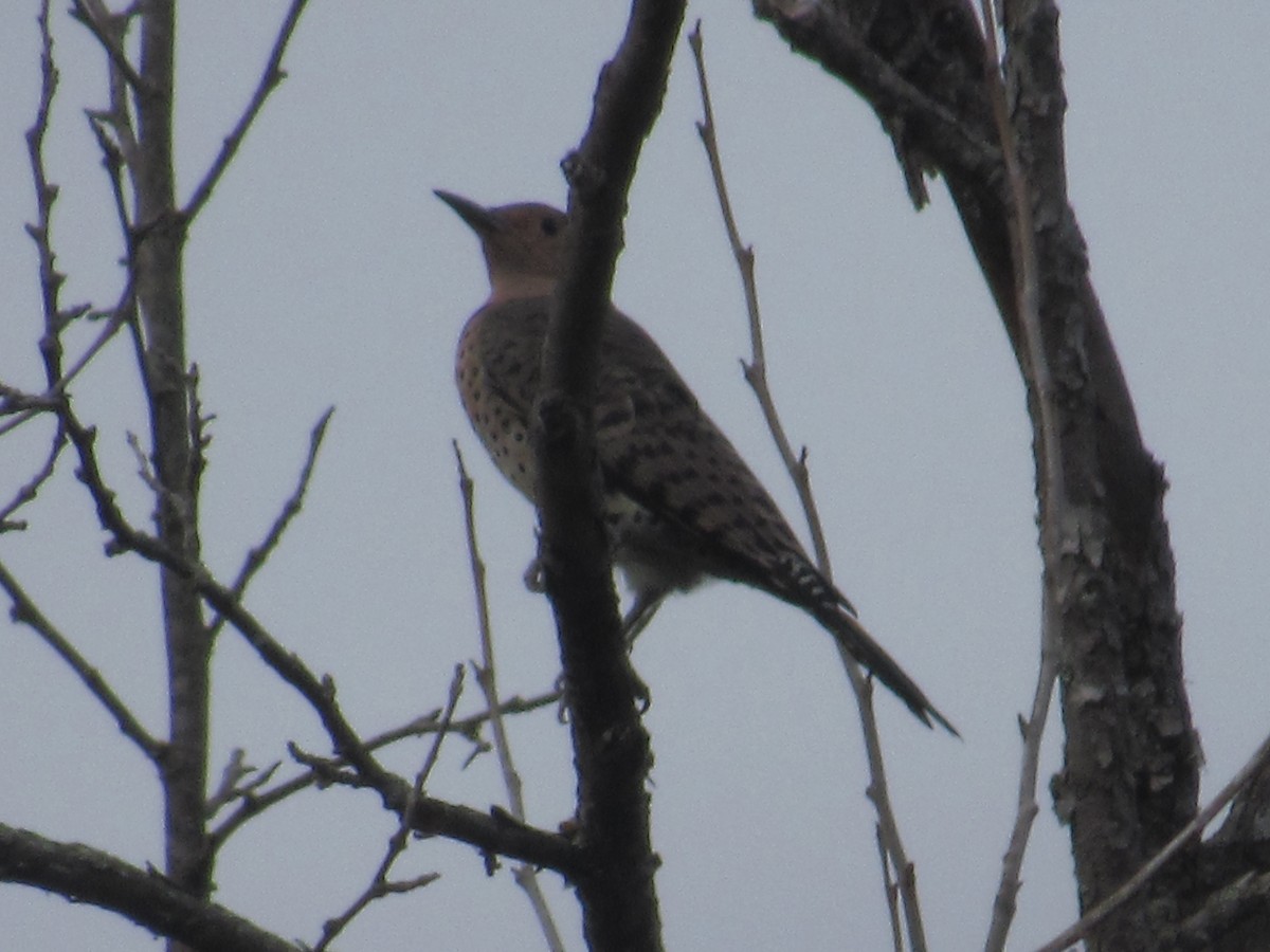 Northern Flicker (Yellow-shafted) - Caleb Helsel