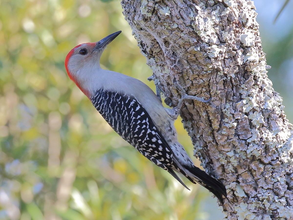Red-bellied Woodpecker - ML279951051