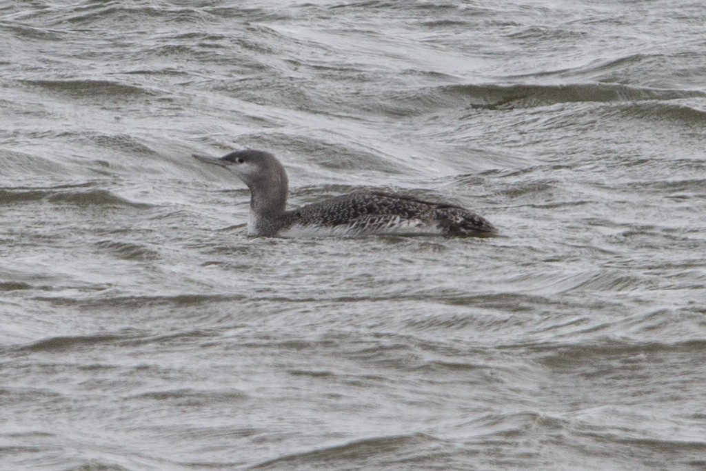 Red-throated Loon - Peter Shelton