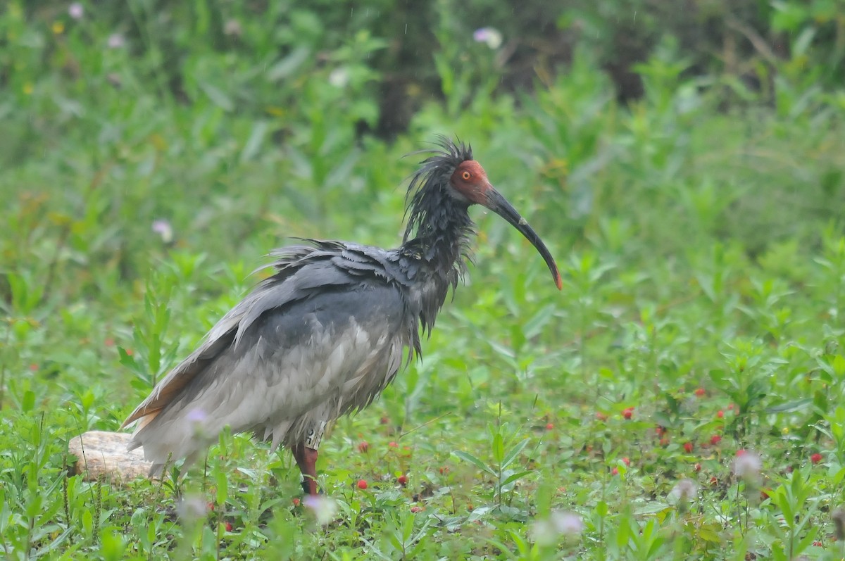 Crested Ibis - ML279957491