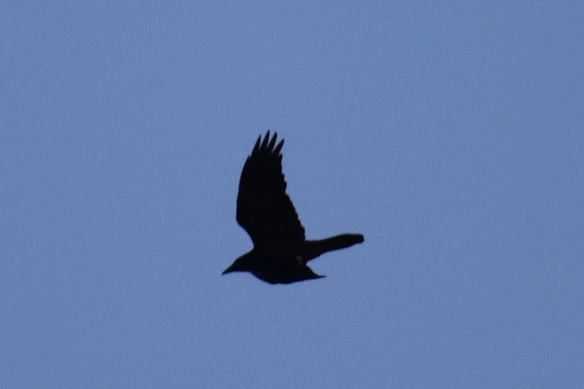 Common Raven - ML279959761