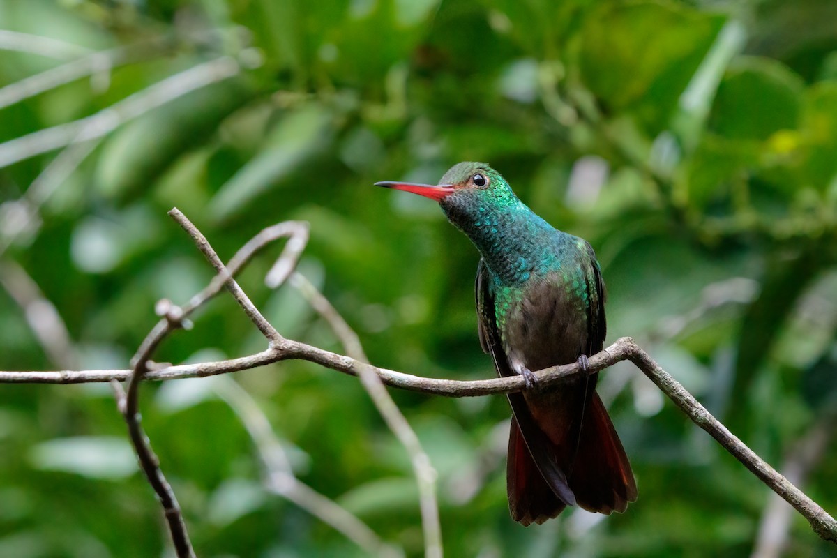 Rufous-tailed Hummingbird - Hernan Riverol