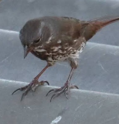 Fox Sparrow (Sooty) - ML279961831
