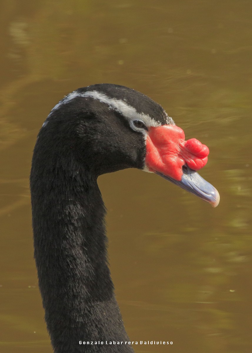 Black-necked Swan - ML27996191