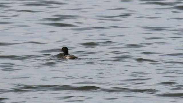 Greater/Lesser Scaup - ML279962961