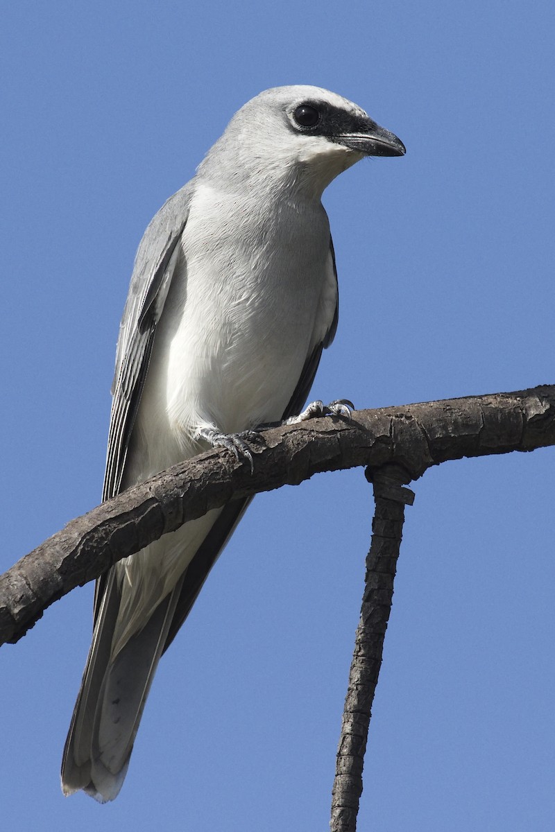 White-bellied Cuckooshrike - ML27997221