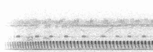 Square-tailed Nightjar - ML279976