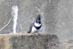 Belted Kingfisher - ML279977051