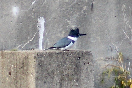 Belted Kingfisher - ML279977061