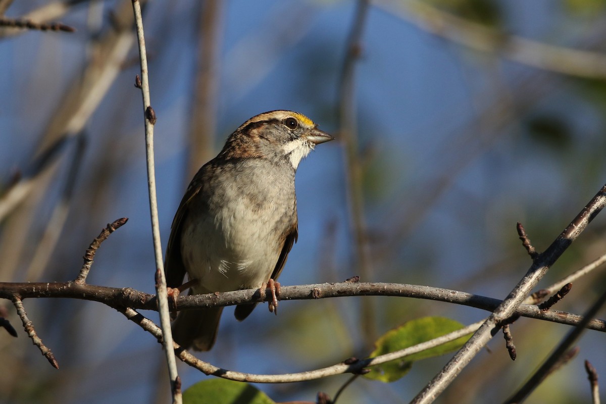 White-throated Sparrow - ML279977421