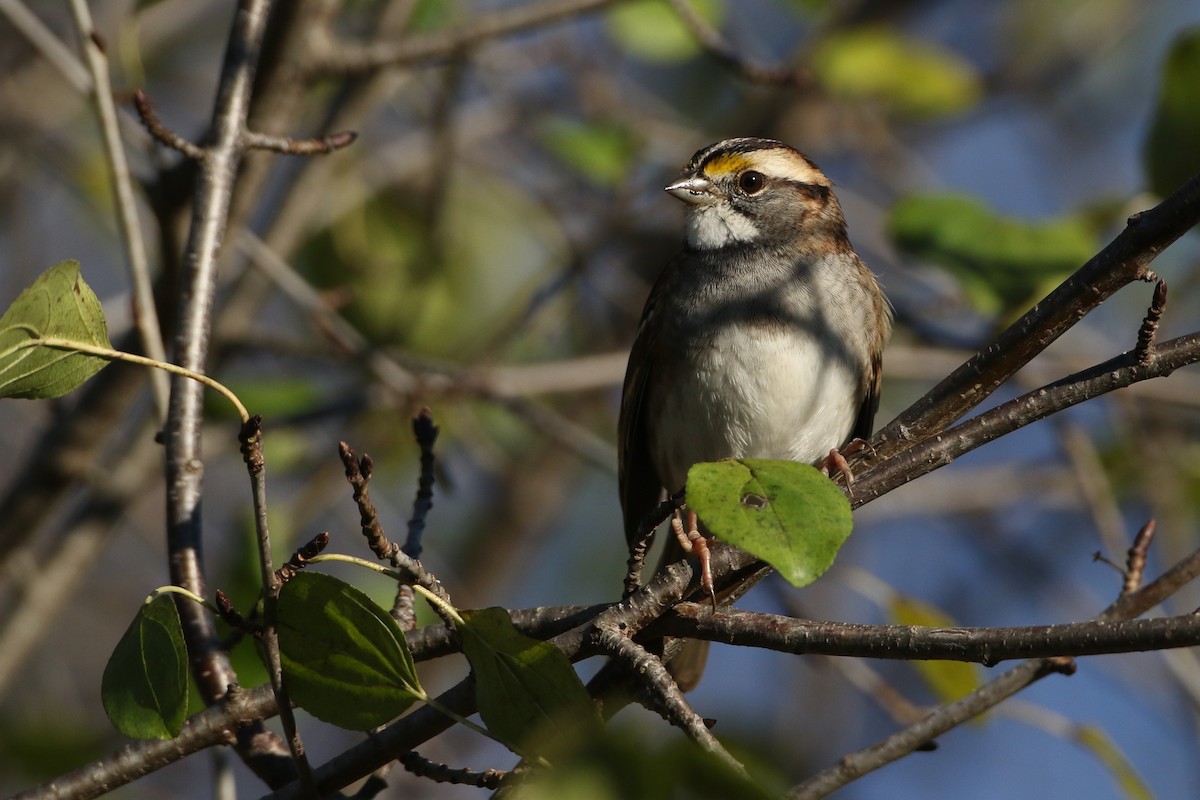 White-throated Sparrow - John Garrett