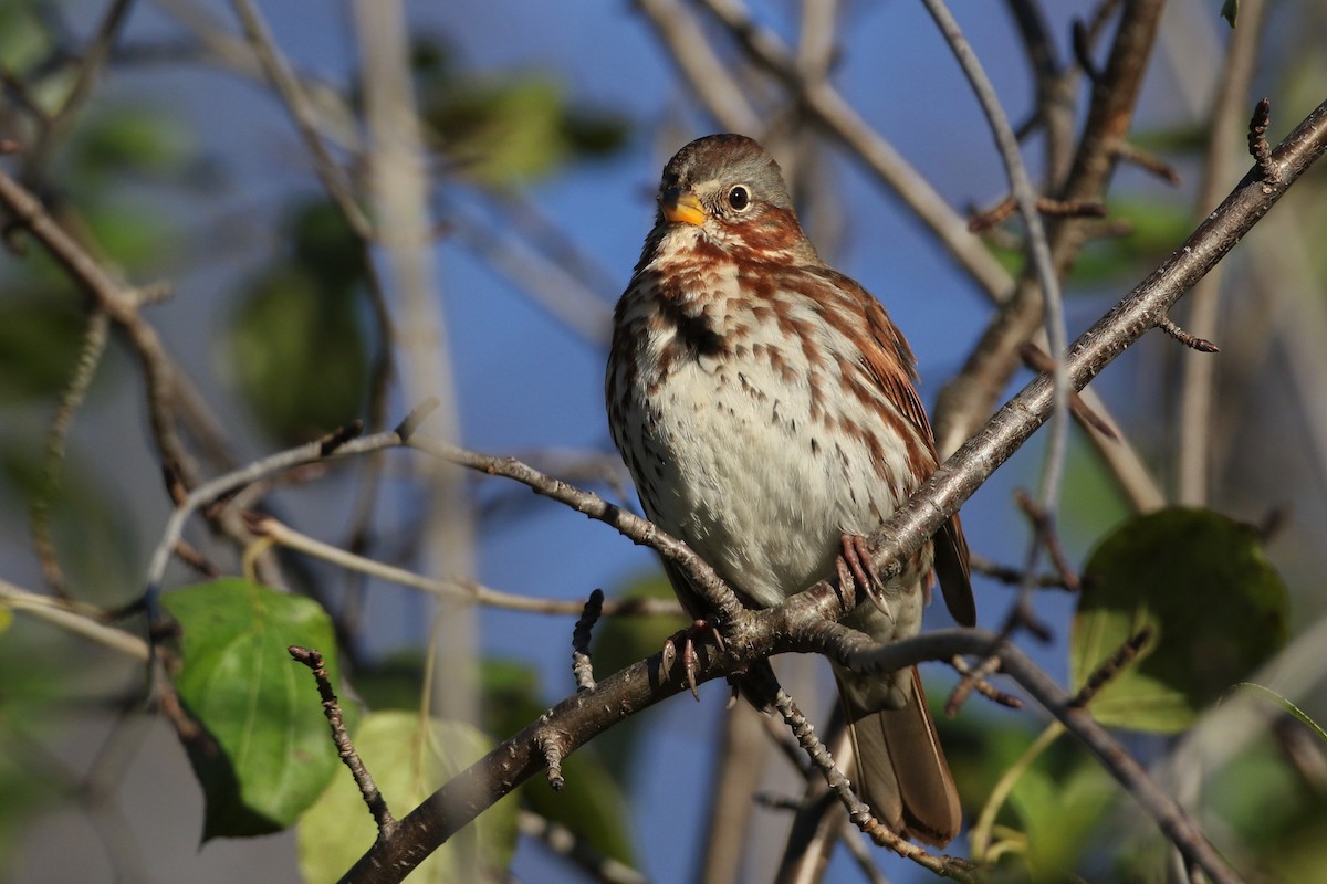 Fox Sparrow (Red) - ML279978301