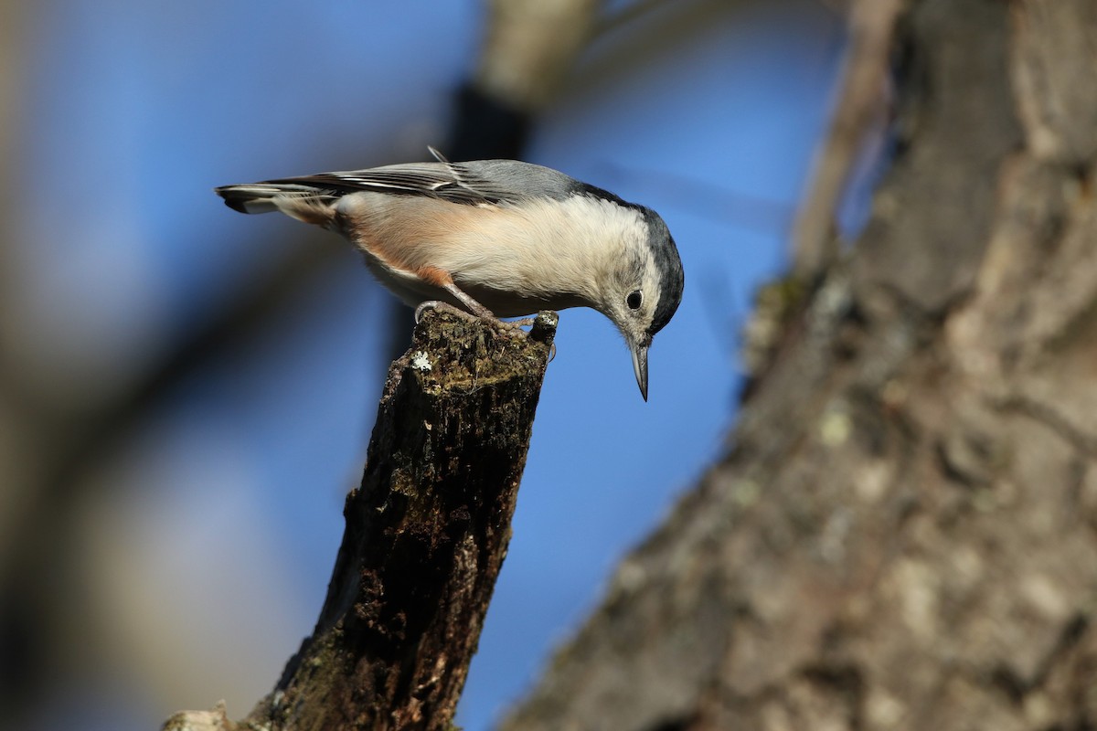 White-breasted Nuthatch (Eastern) - ML279978721