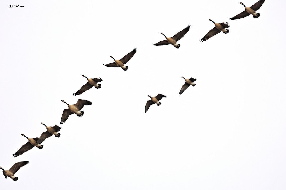 Canada Goose - Rita Flohr