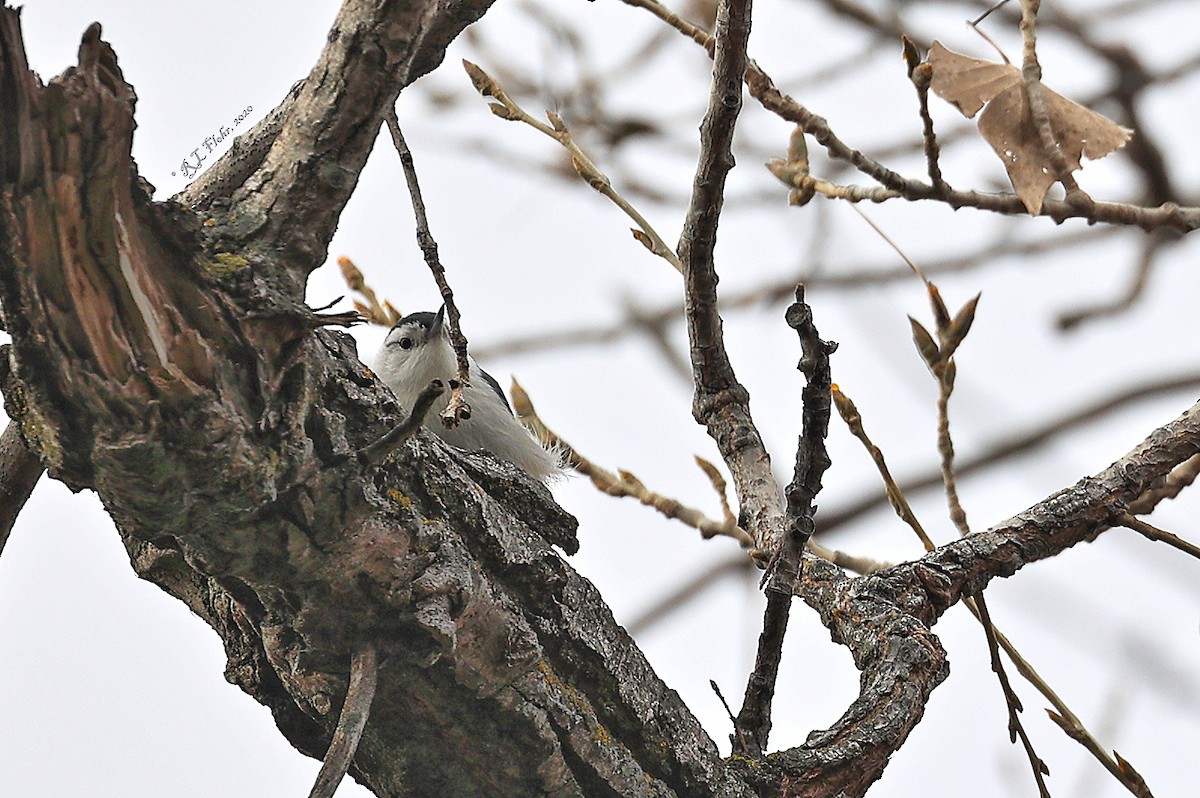 White-breasted Nuthatch - ML279986201