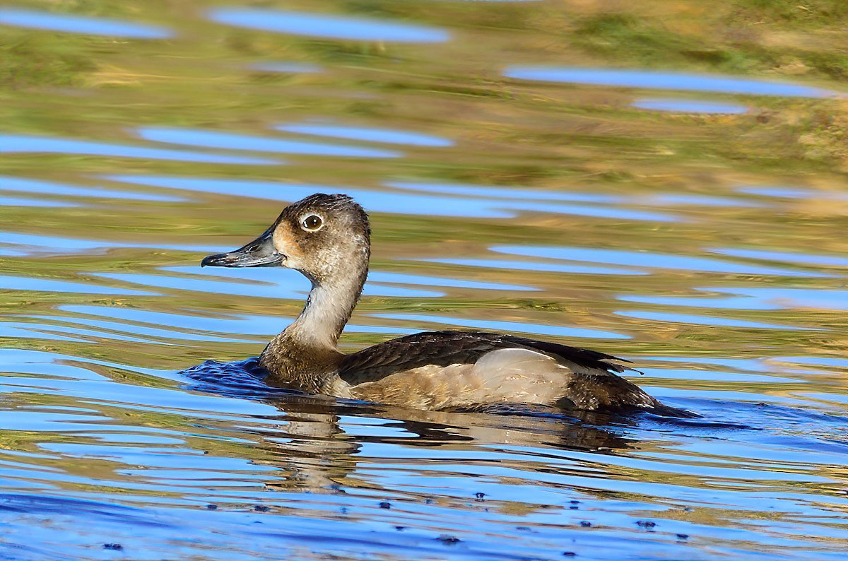 Ring-necked Duck - Ad Konings