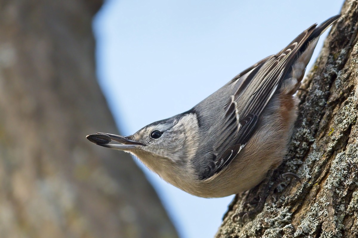 White-breasted Nuthatch - Cody Matheson