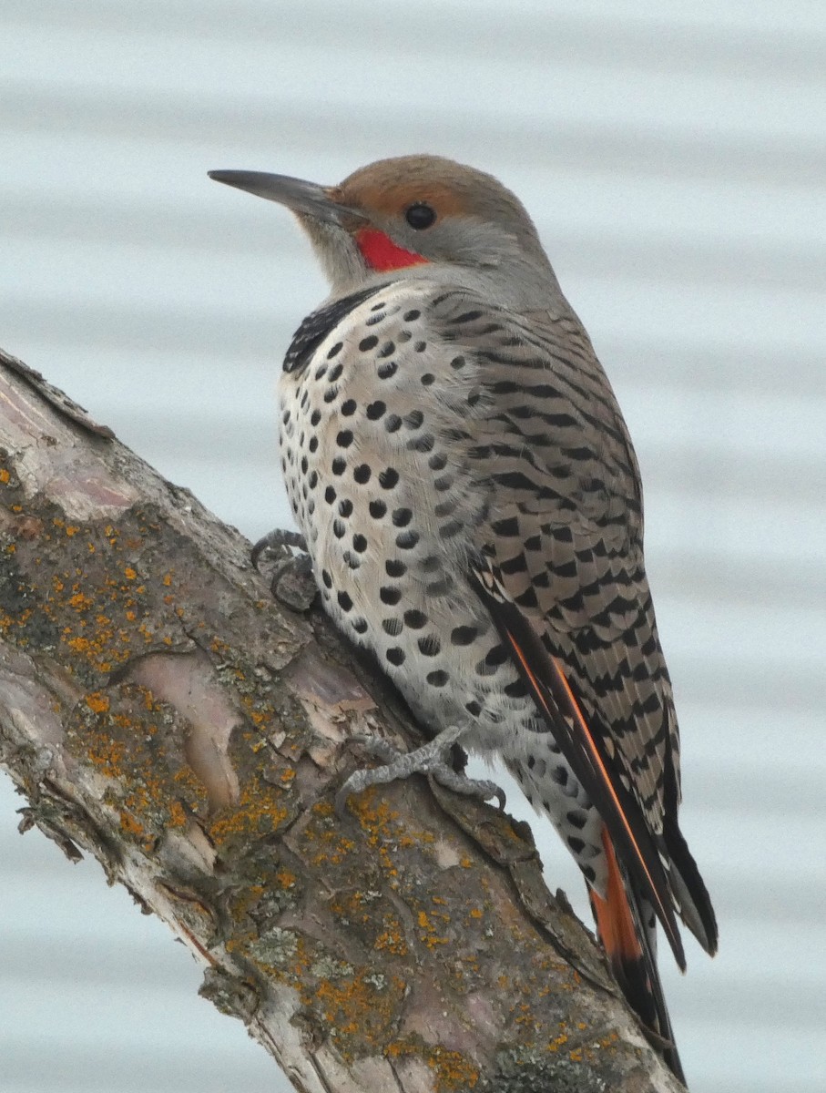 Northern Flicker (Red-shafted) - Cole Wolf