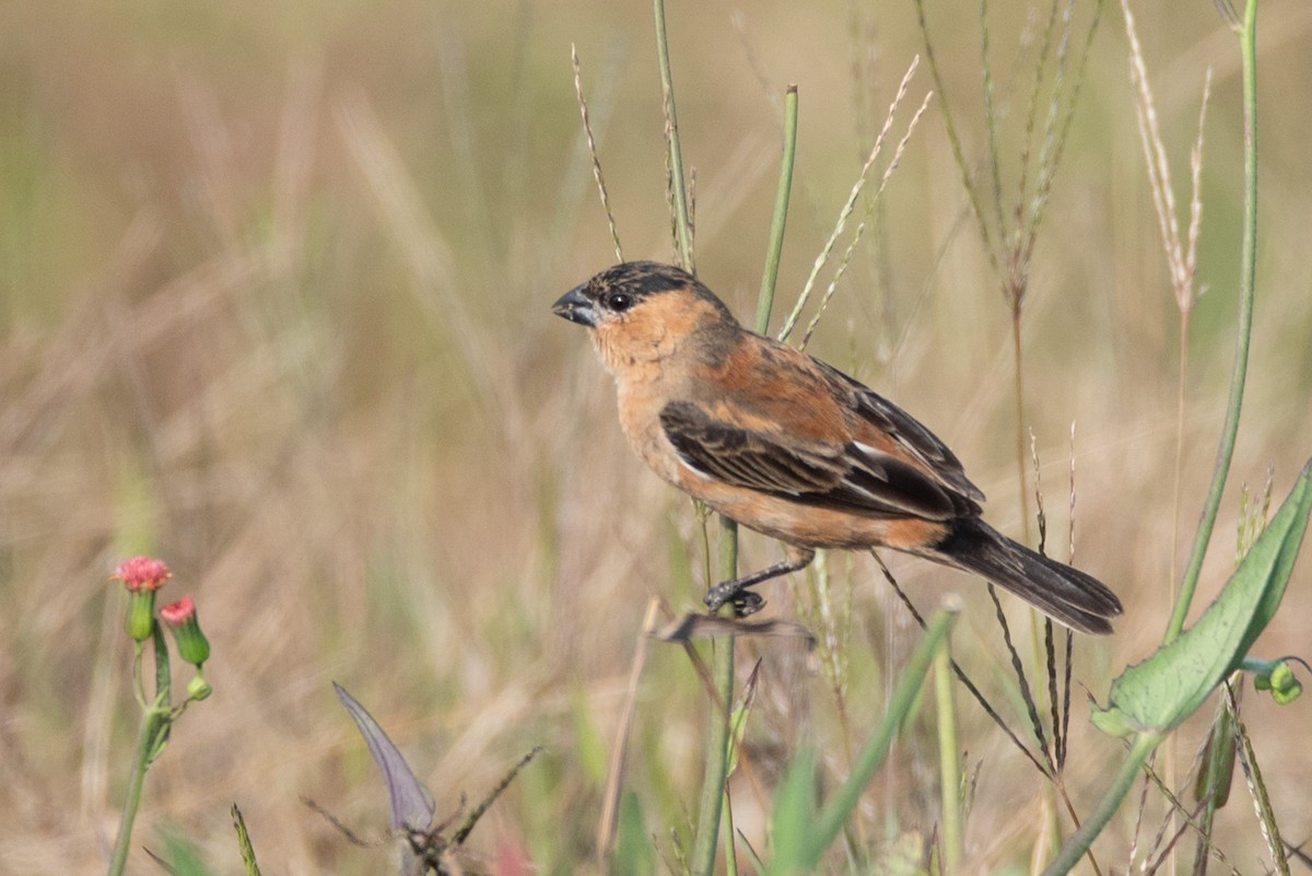 Copper Seedeater - ML280007871