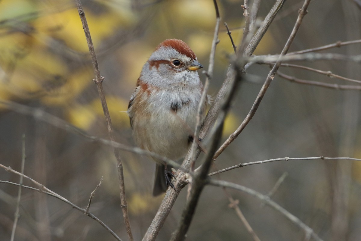 American Tree Sparrow - John Garrett