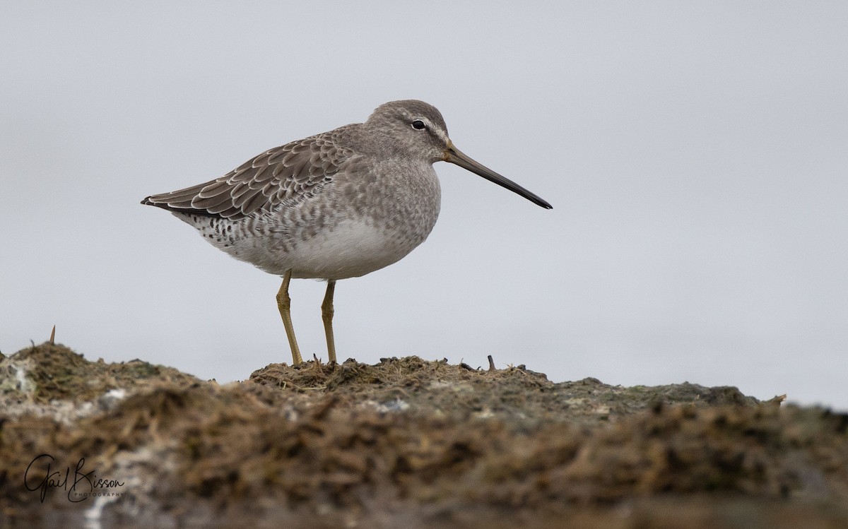 Long-billed Dowitcher - ML280016101