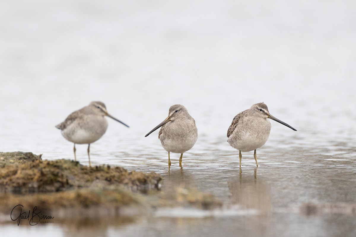 Long-billed Dowitcher - ML280016111