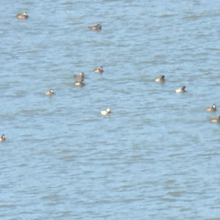 Long-tailed Duck - ML280021271