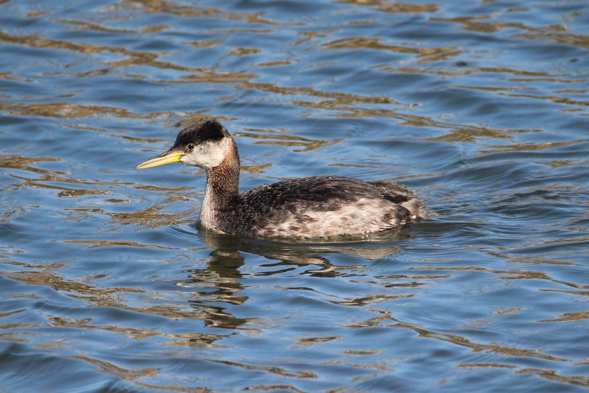 Red-necked Grebe - ML280029711