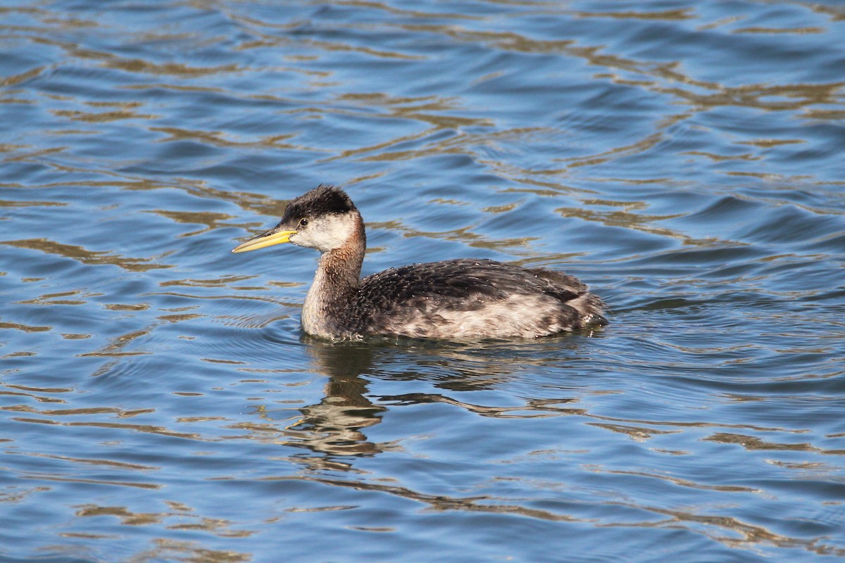 Red-necked Grebe - ML280029731