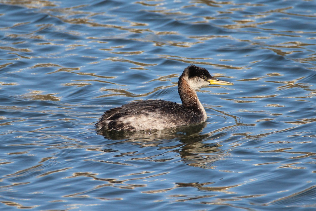 Red-necked Grebe - Patrick Sysiong
